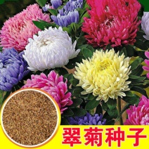 翠菊种子混色翠菊花种籽耐热阳台盆栽庭院四季播易活花海景观