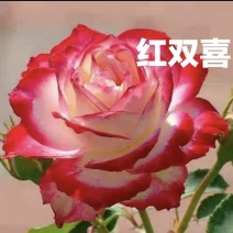 红双喜月季特大花浓香庭院阳台花卉盆栽植物玫瑰花苗
