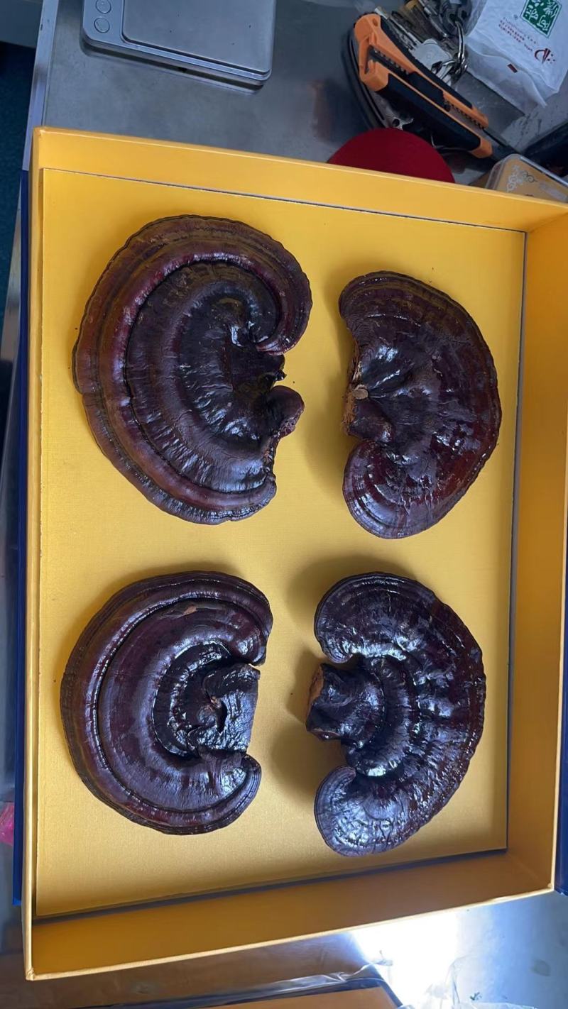 紫灵芝赤灵芝,诚信赢得未来,质量赢得市场