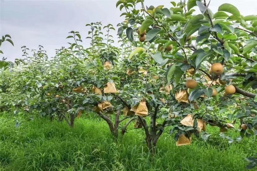 基地水晶梨果园全景