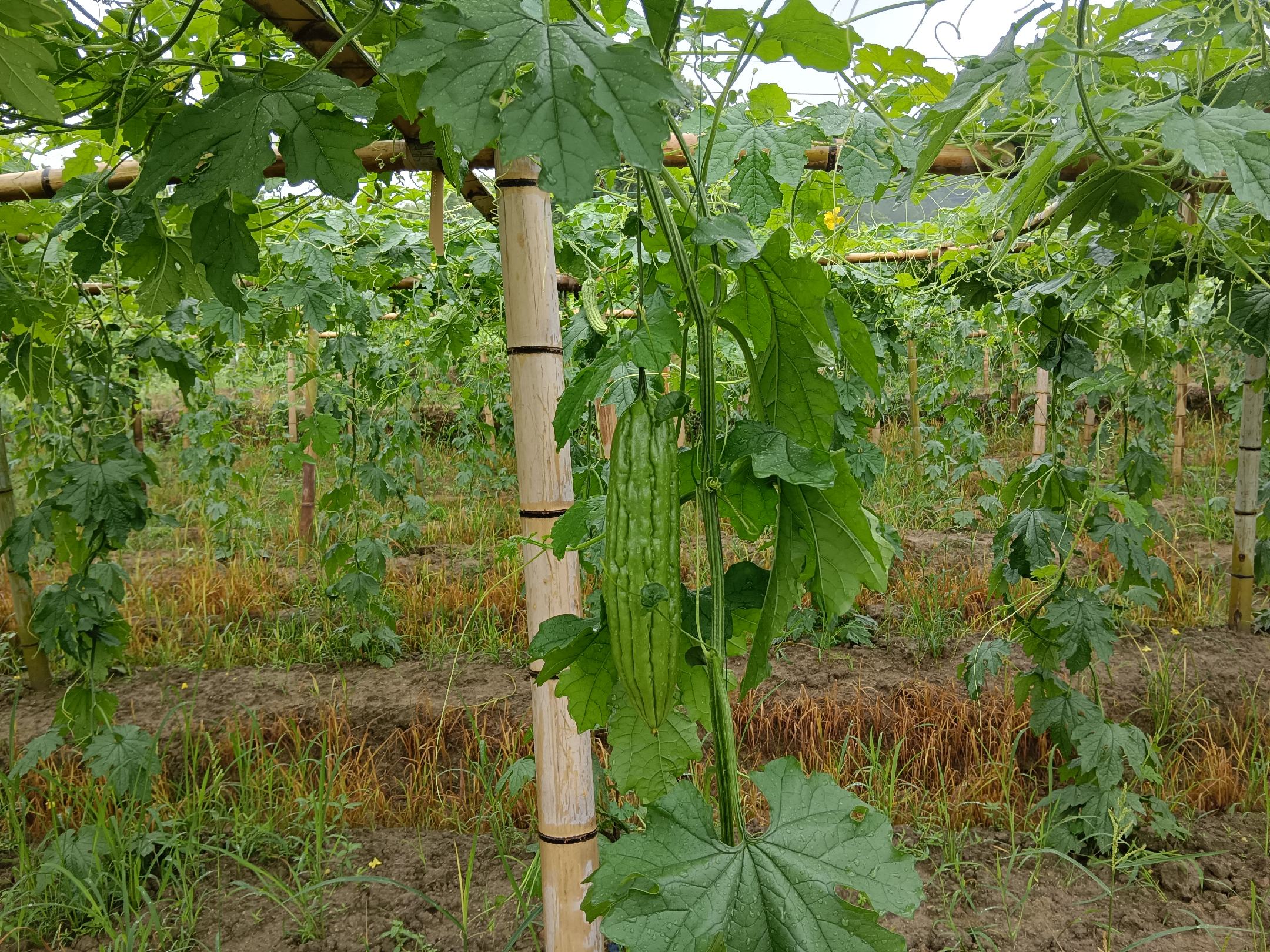 苦瓜与玉米间作田间实景