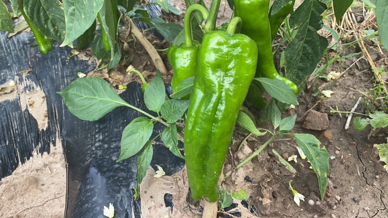 中椒107植株特写