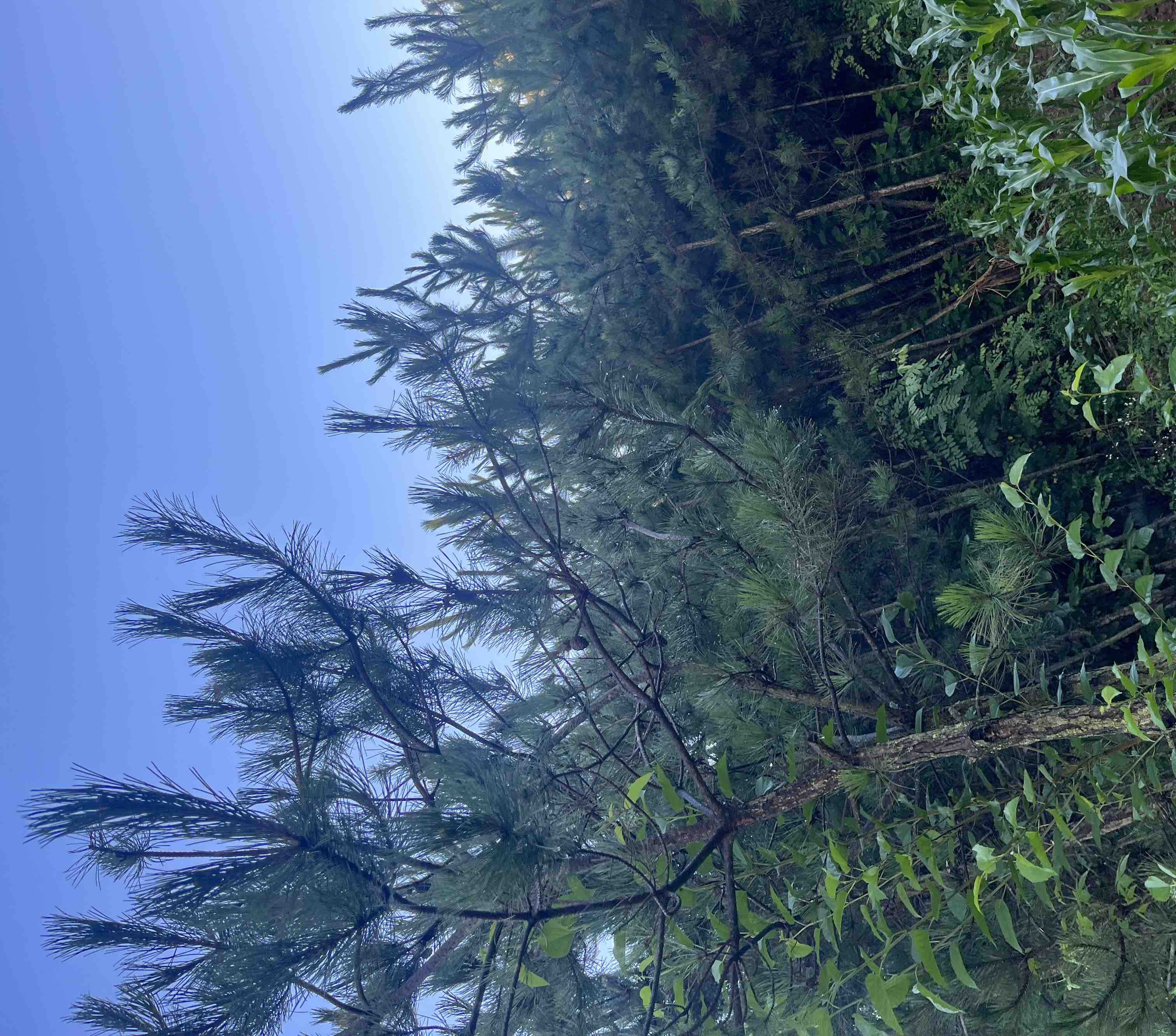 航拍视角下的五台山油松林,展现连绵起伏的针叶林带,树木呈深绿色锥形冠层,背景为五台山北台顶积雪地貌,林区地形起伏明显,可见清晰的等高线分布,阳光斜射下林冠光影层次分明 五台山油松林航拍全景