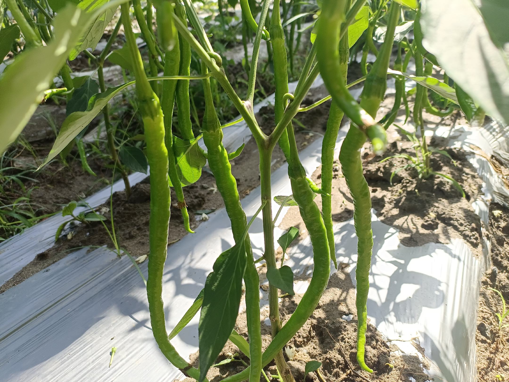 太椒种植基地场景