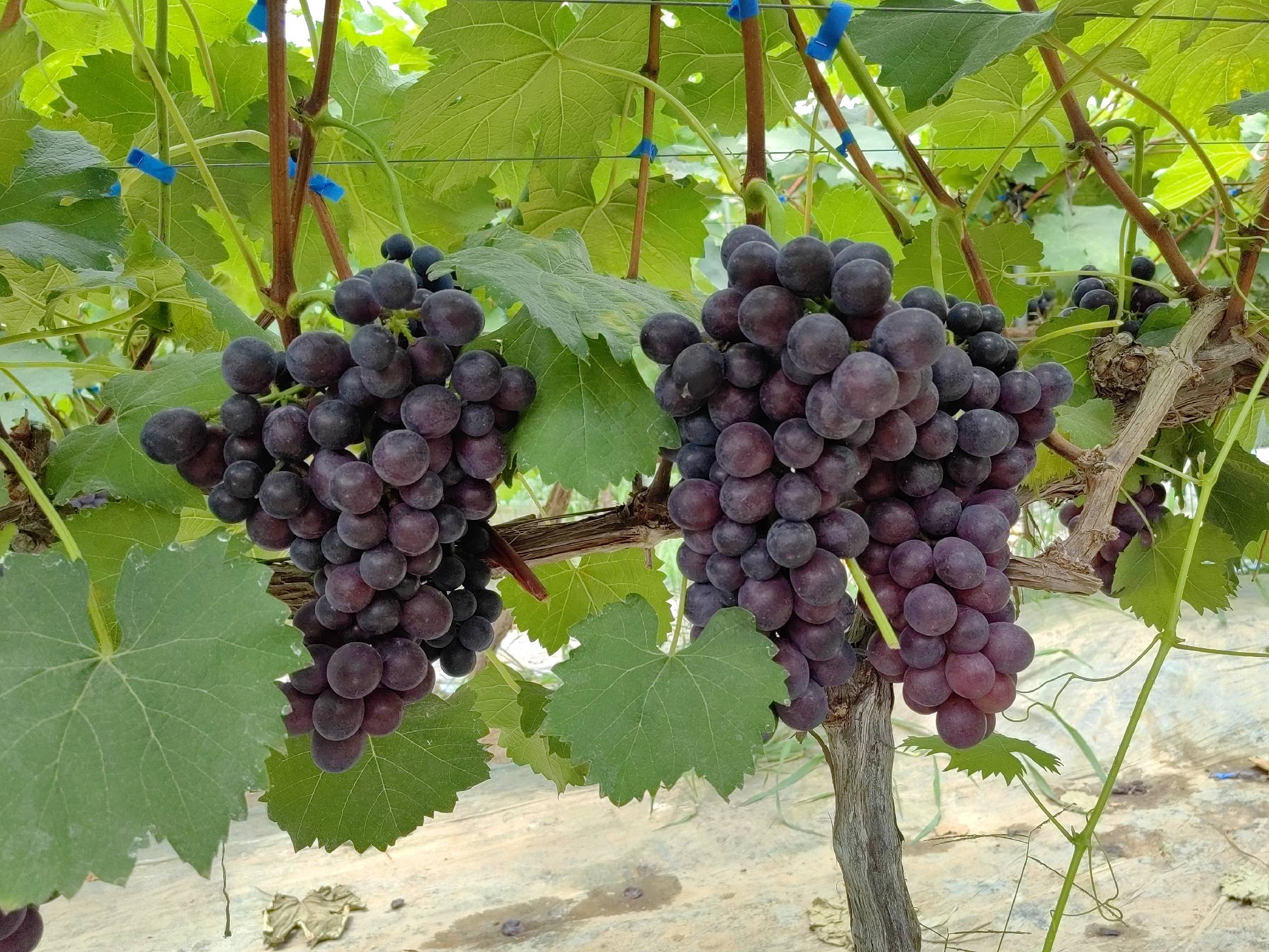 图示展示夏黑葡萄作为砧木,巨峰葡萄作为接穗,两者形成层对齐贴合的剖面结构,标注出韧皮部、木质部、形成层位置,体现组织相容性 葡萄嫁接亲和性示意图