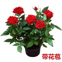 玫瑰花苗带花苞四季开花好养易活绿植物盆栽室内外阳台花卉