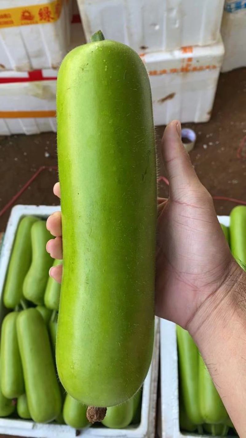 广东徐闻蒲瓜,瓠瓜,瓠子,大量上市,欢迎采购