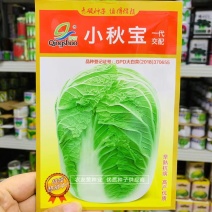 青硕小秋宝大白菜种子早熟抗病优质秋季专用品种叠抱短圆筒形