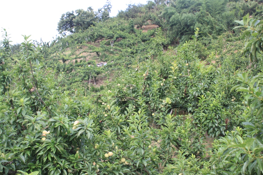 一片成熟的桃形李果园,树上挂满黄绿色带红晕的果实,果形饱满呈心形,果面光滑有光泽,背景为丘陵坡地,部分果实已套袋处理,反映典型南方山区种植场景 桃形李成熟果园实景图