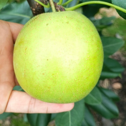 电商团购夷陵区周边产地价格行情四川广元苍溪县四川广元苍溪县翠冠梨