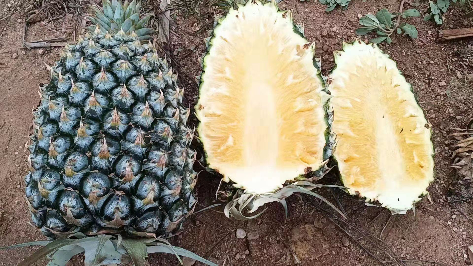 展示一个完整菠萝被切开后的剖面,突出果皮上的白色果粉与内部金黄果肉的对比 菠萝切开后露出金黄色果肉与外部果粉对比图