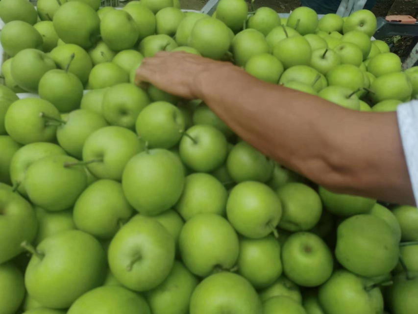 翠冠梨水果篮中的挑选过程