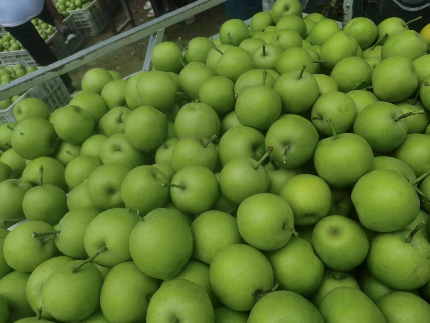 梨的品种与大小展示图
