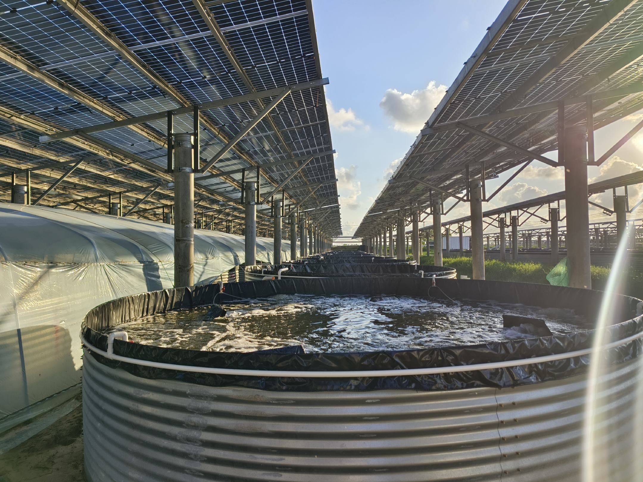 白对虾养殖池全景