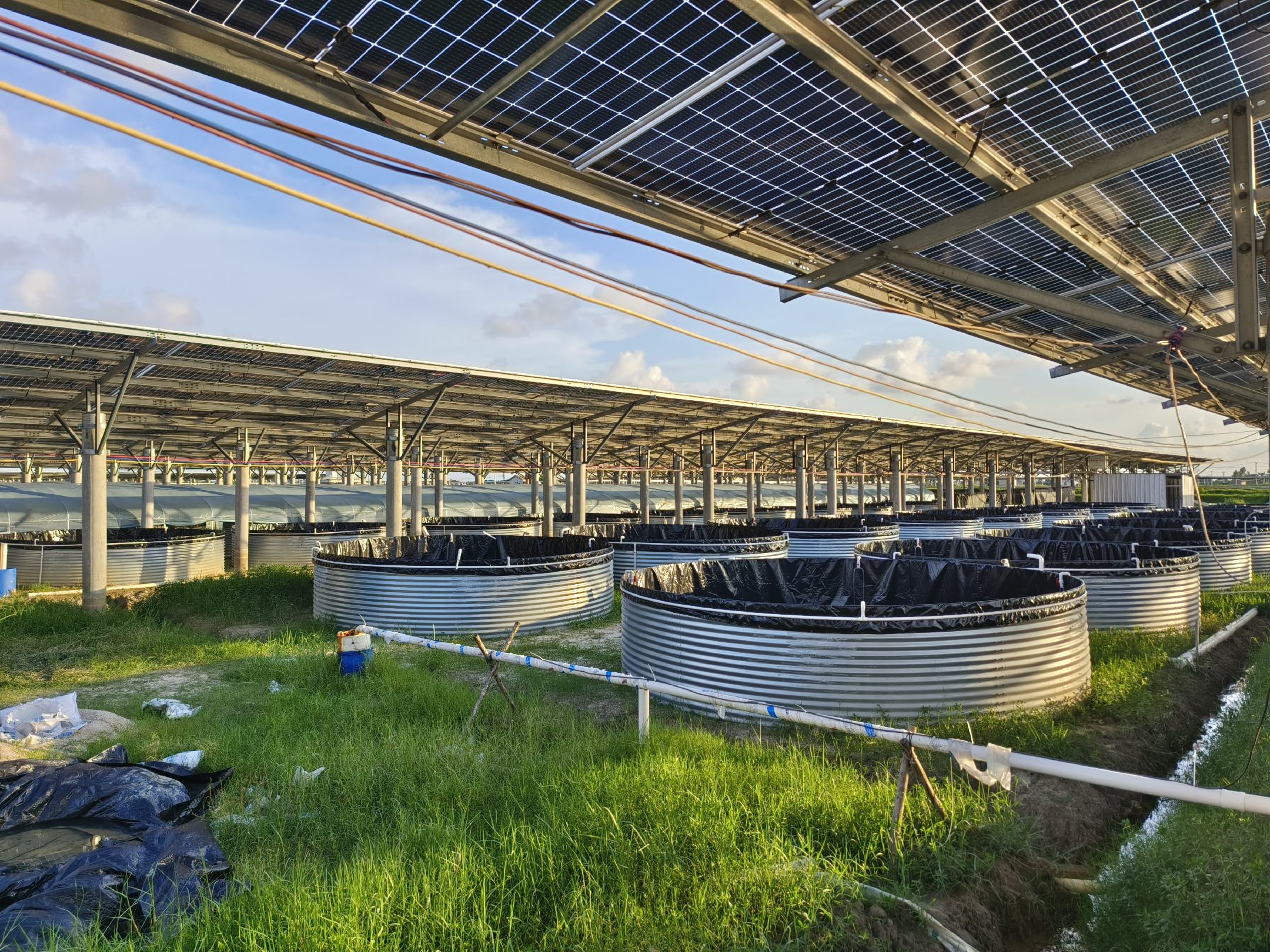 罗氏虾与对虾外形对比