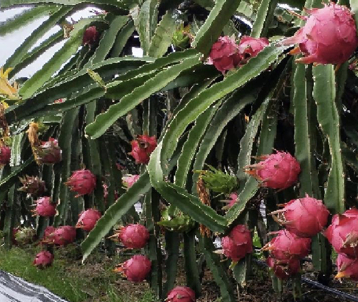 火龙果种植基地图