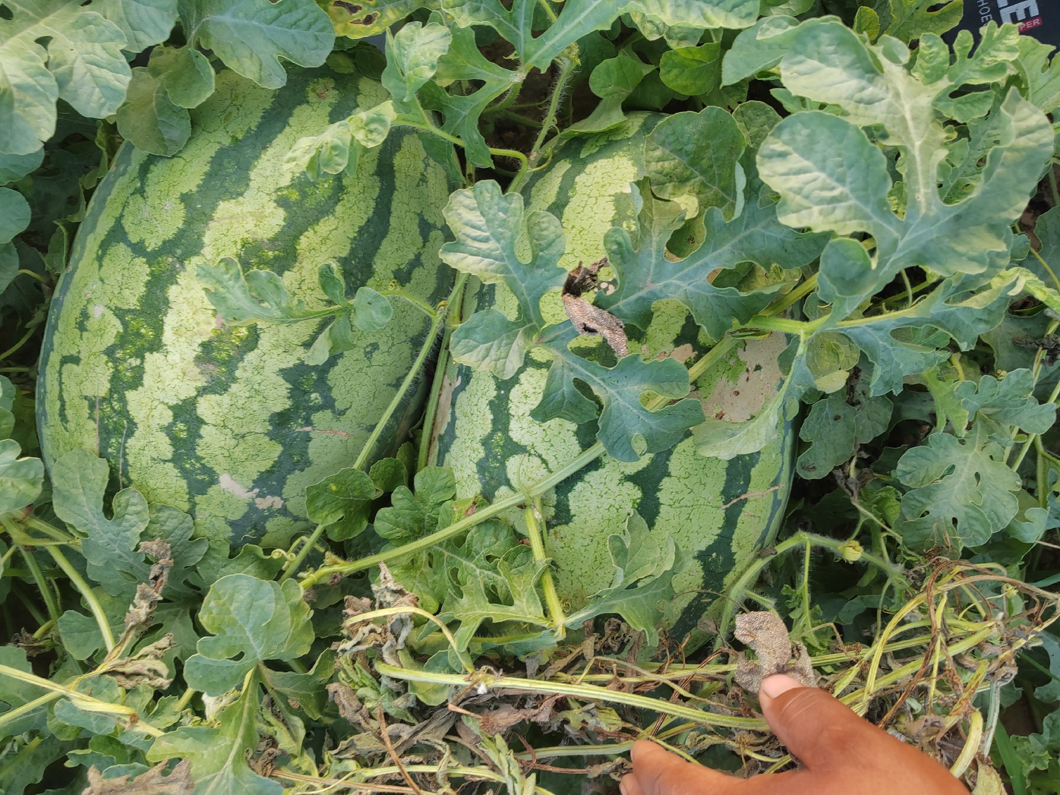 金城5号西瓜在果园中的生长场景