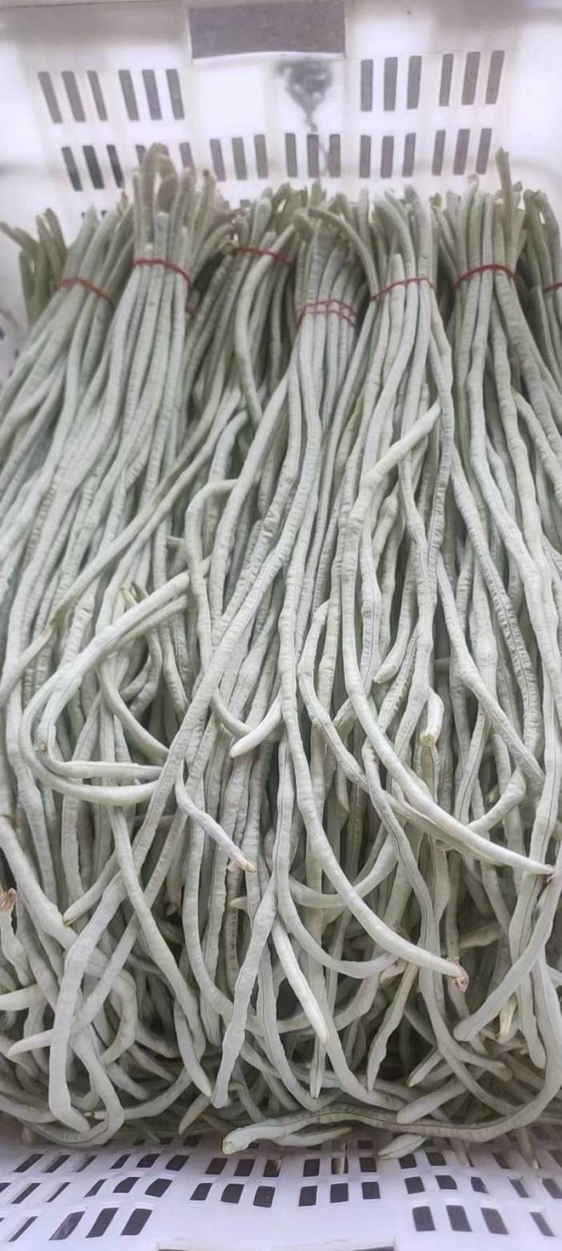 白豆角产地直发,长豆角,白豆角,湖北精品白豆角,基地直供