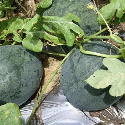 无籽小神童黑无仔大量上市黑皮西瓜黑皮西瓜陕西黑皮西瓜,无仔小神童