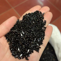 产地直销黄杨种子精品种子出芽率保证新种