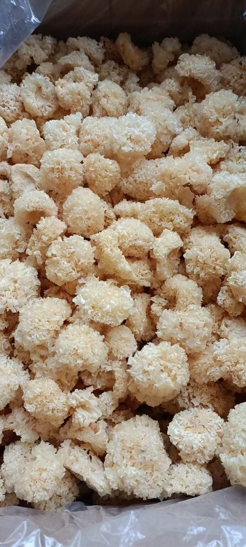长白山椴木银耳,一手货源,品质保证,诚信经营,可视频看货