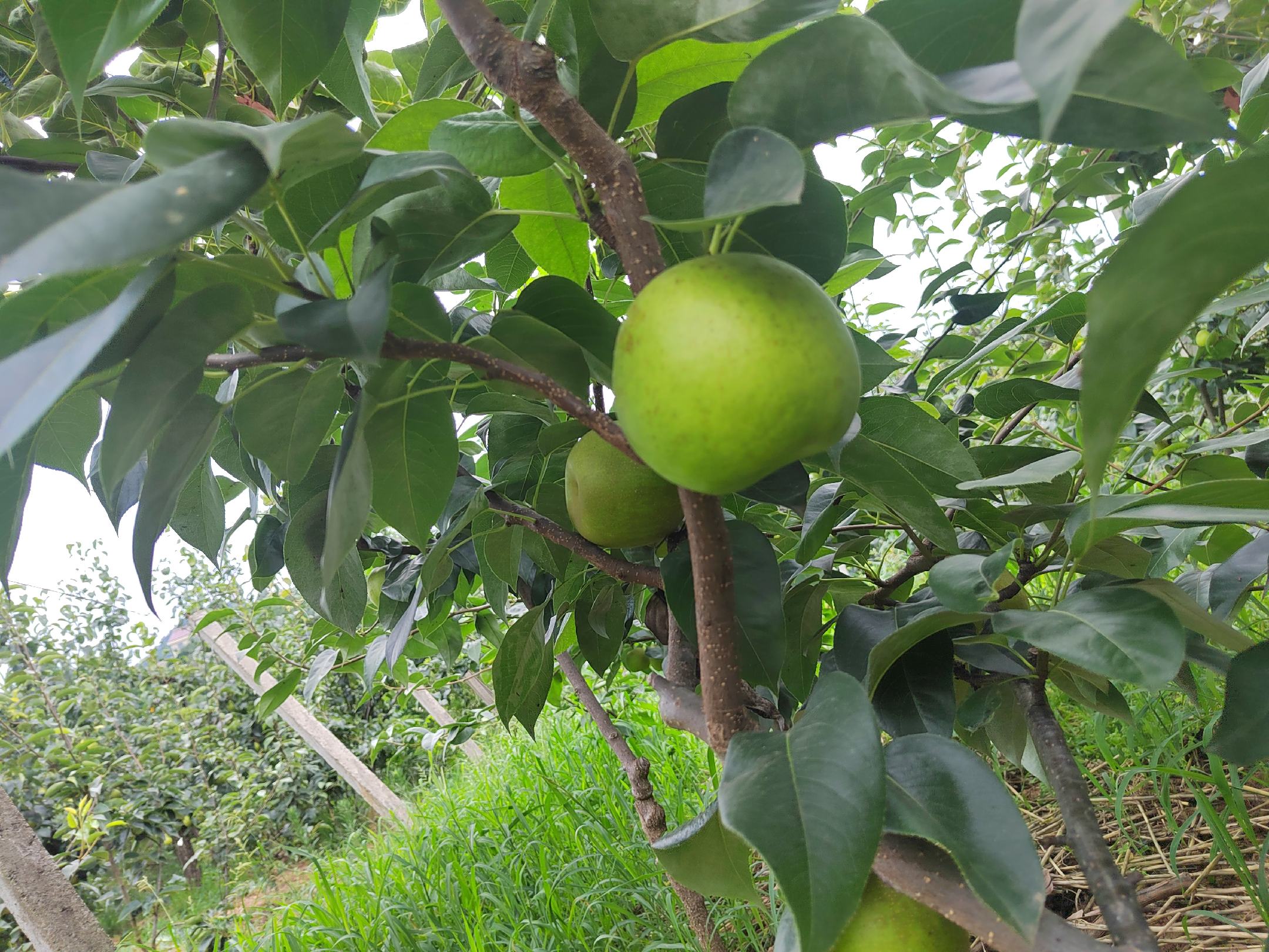 一片绿意盎然的翠玉梨果园,树上挂满青绿色的翠玉梨果实,阳光透过树叶洒在果面上,呈现出自然生长状态下的成熟果实特写,背景为丘陵地形和整齐排列的果树 翠玉梨果园实景图