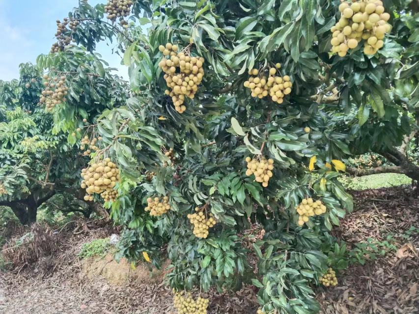 石硖龙眼幼树开花初期实景图
