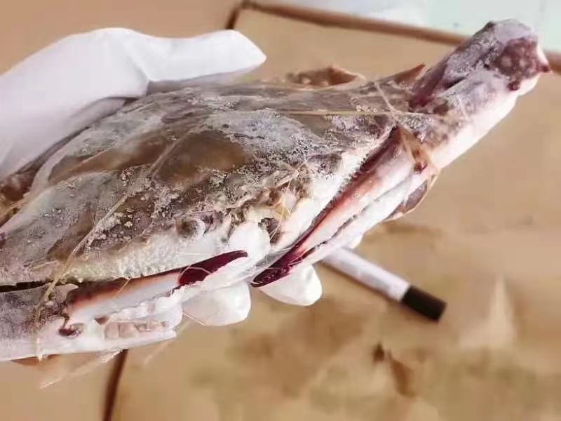 一张高清解剖示意图展示一只雄性远海梭子蟹的内部结构,重点标注了肝胰腺(蟹黄)、肌肉组织(蟹肉)、性腺及鳃部位置,并配以数值标签显示各部位蛋白质、脂肪、矿物质含量分布 远海梭子蟹解剖营养分析图