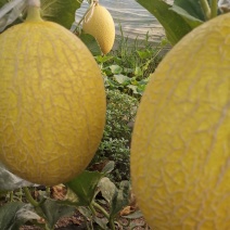 自己种植哈密瓜，小量