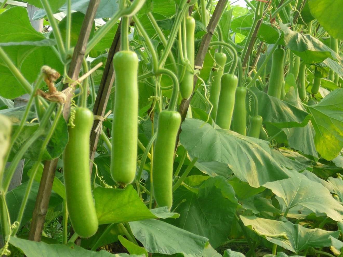 成熟笋瓜田间实景