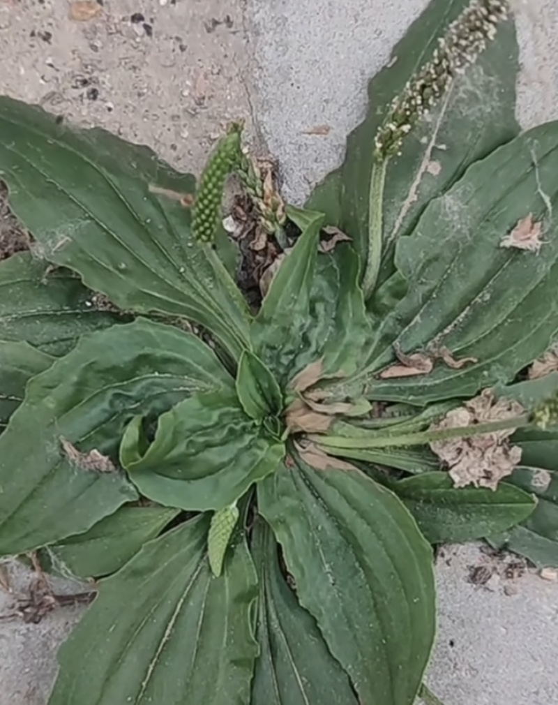 车前草亩产量是多少(车前草种植成本及效益)