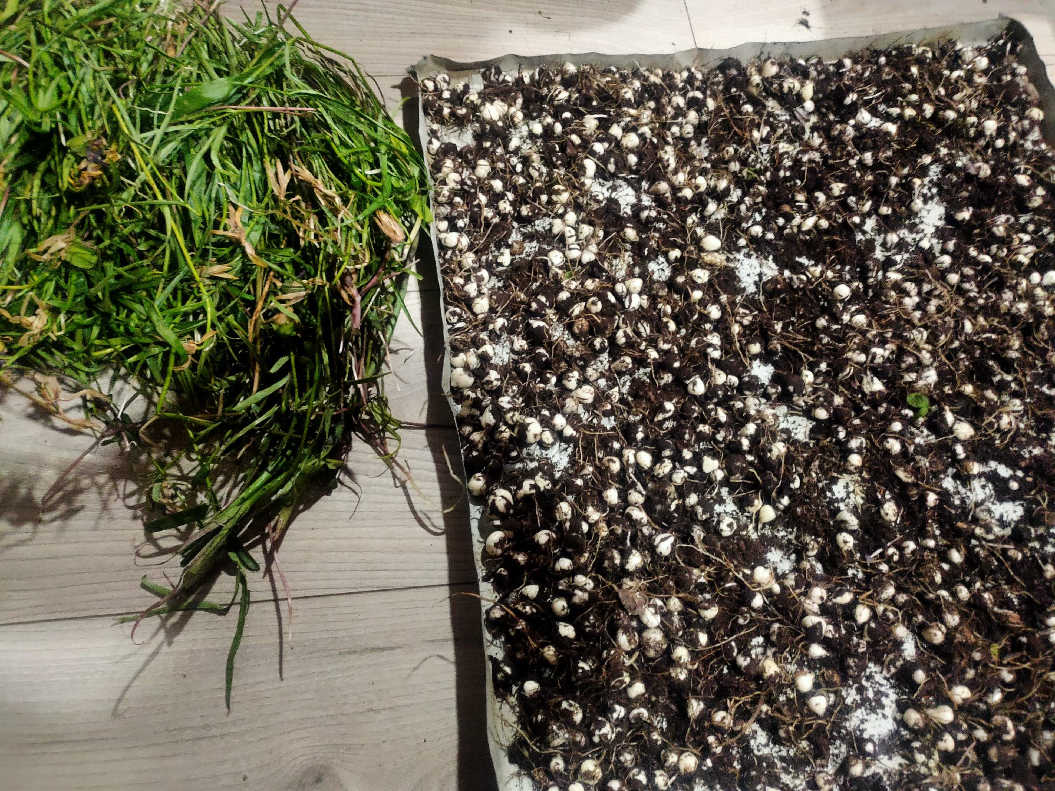 川贝母药材展示,包括干制川贝母和新鲜采挖的植株 川贝母药材展示