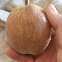 新梨七号