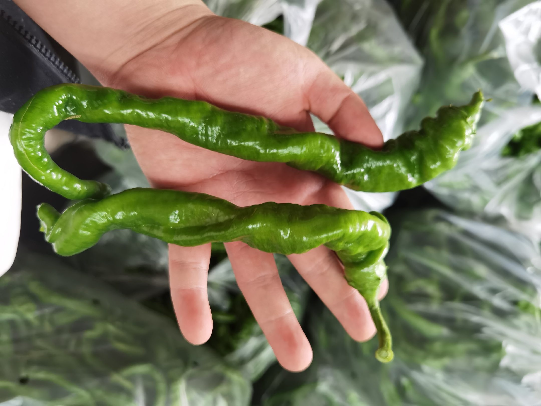 新鲜采摘的绿色螺丝椒成堆摆放在竹编簸箕上，背景为农家小院，阳光洒落，部分螺丝椒切开展示内部白色籽粒和厚实果肉