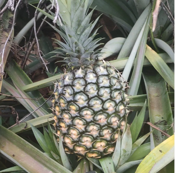 菠萝与凤梨对比图