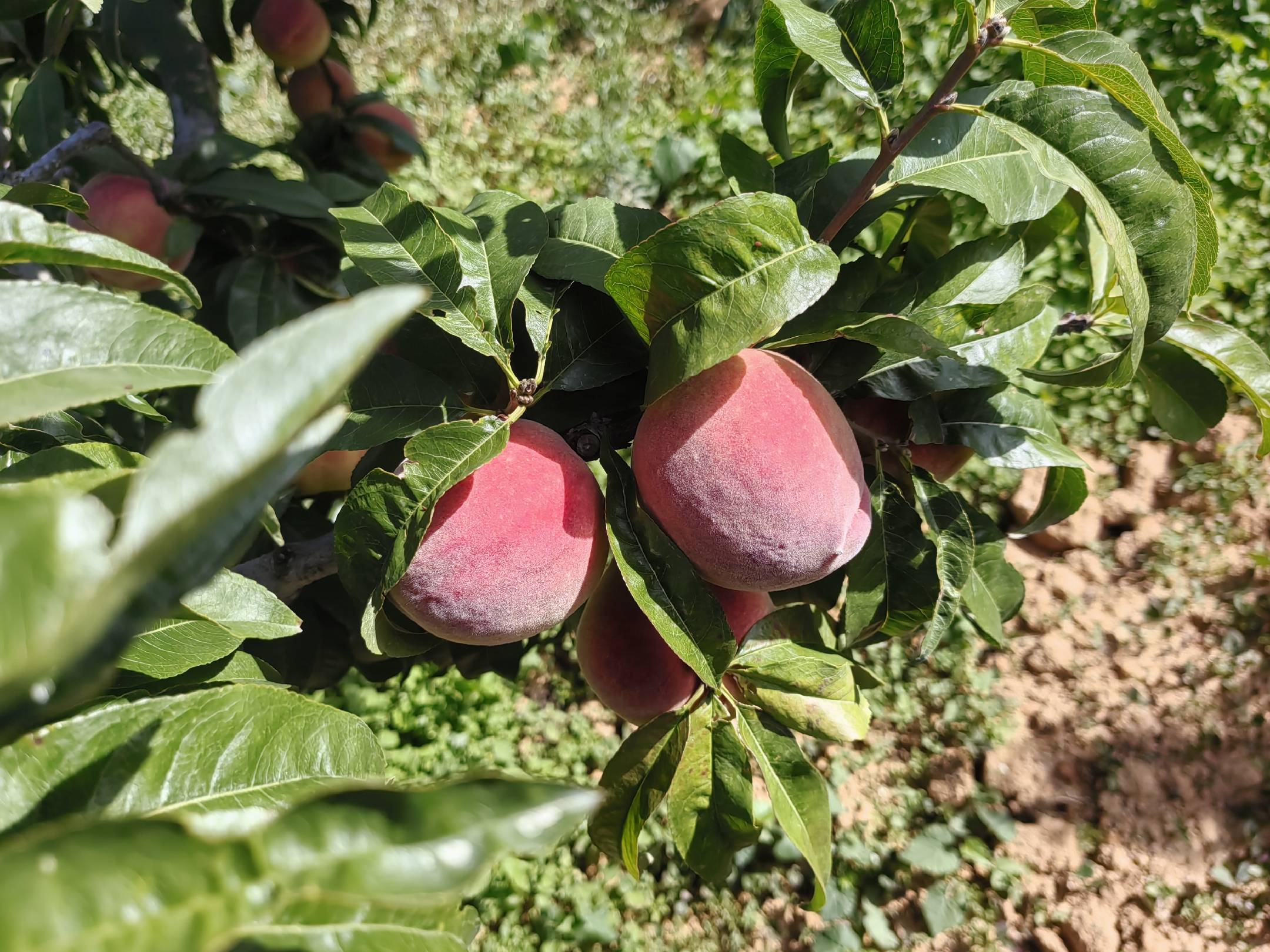 弥红桃果实特写