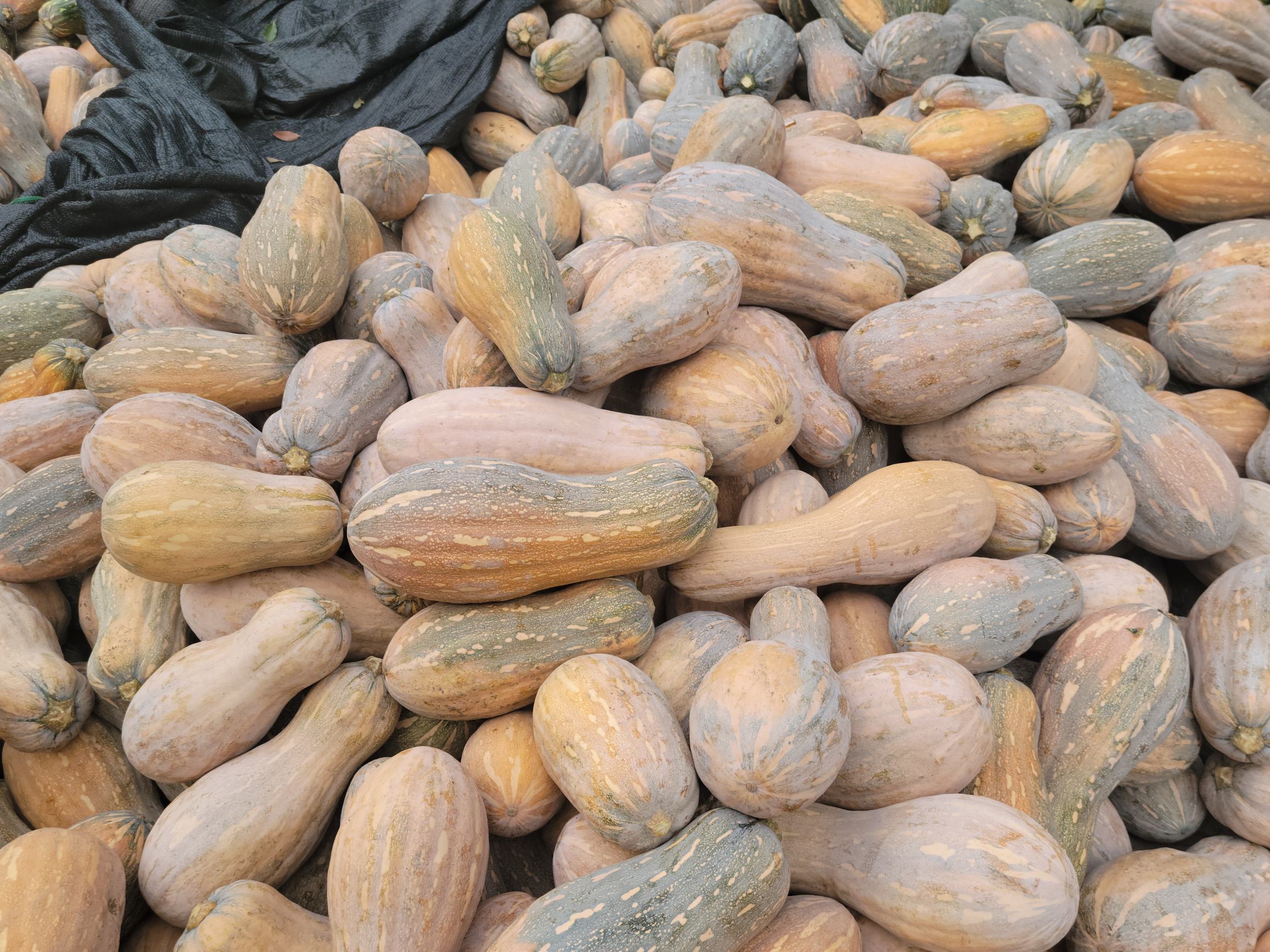 蜜本南瓜种子晾晒场景