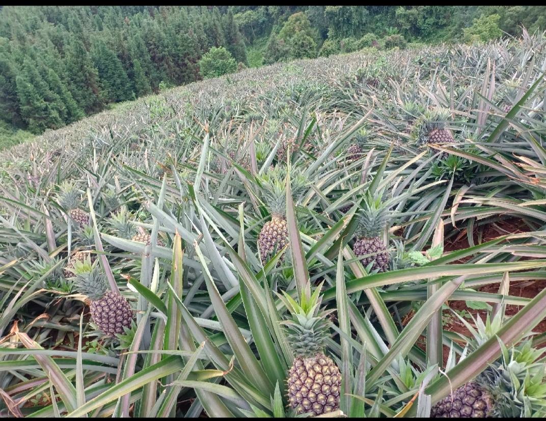 采摘中的工人特写：戴草帽的农户正用弯刀熟练割断果柄，手中金黄色菠萝表皮光滑、鳞目饱满，果冠翠绿挺立，背景为阳光穿透的热带果园，地面可见覆膜与滴灌带