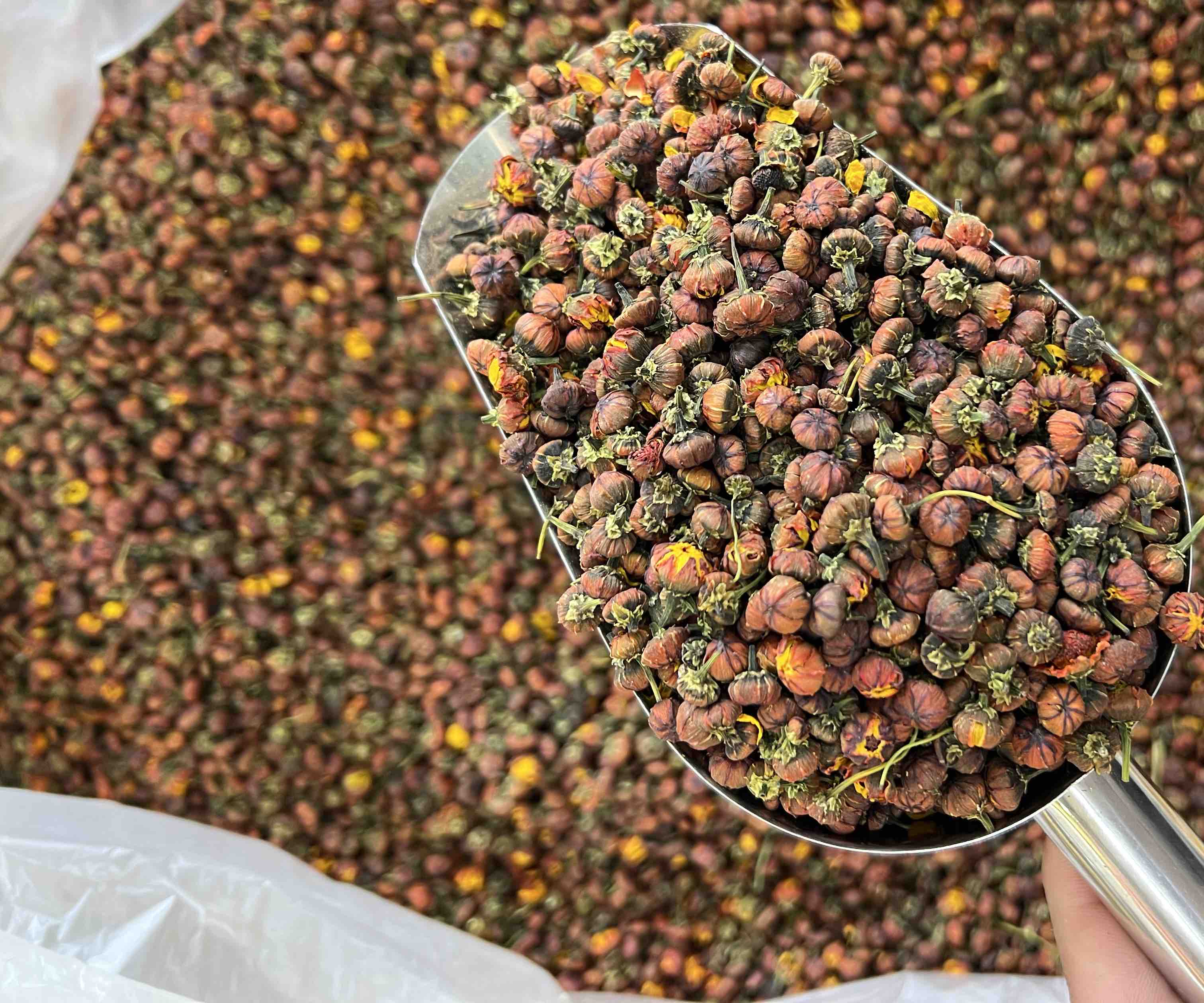 干制胎菊王特写