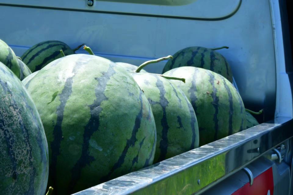 早佳8424西瓜的电商销售包装展示