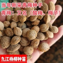 青梅种子酸梅种子嫁接青梅红梅砧木种子