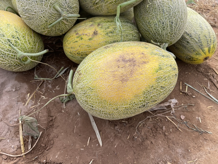 一颗成熟的伽师瓜静置于田间地头的木筐中,金黄色的外皮覆盖着清晰的网状纹理,切口处露出橙红鲜嫩的果肉,汁水丰盈,周围散落着新鲜瓜叶,背景虚化的瓜田中可见工人正在搬运收获的瓜果 成熟待采的伽师瓜特写