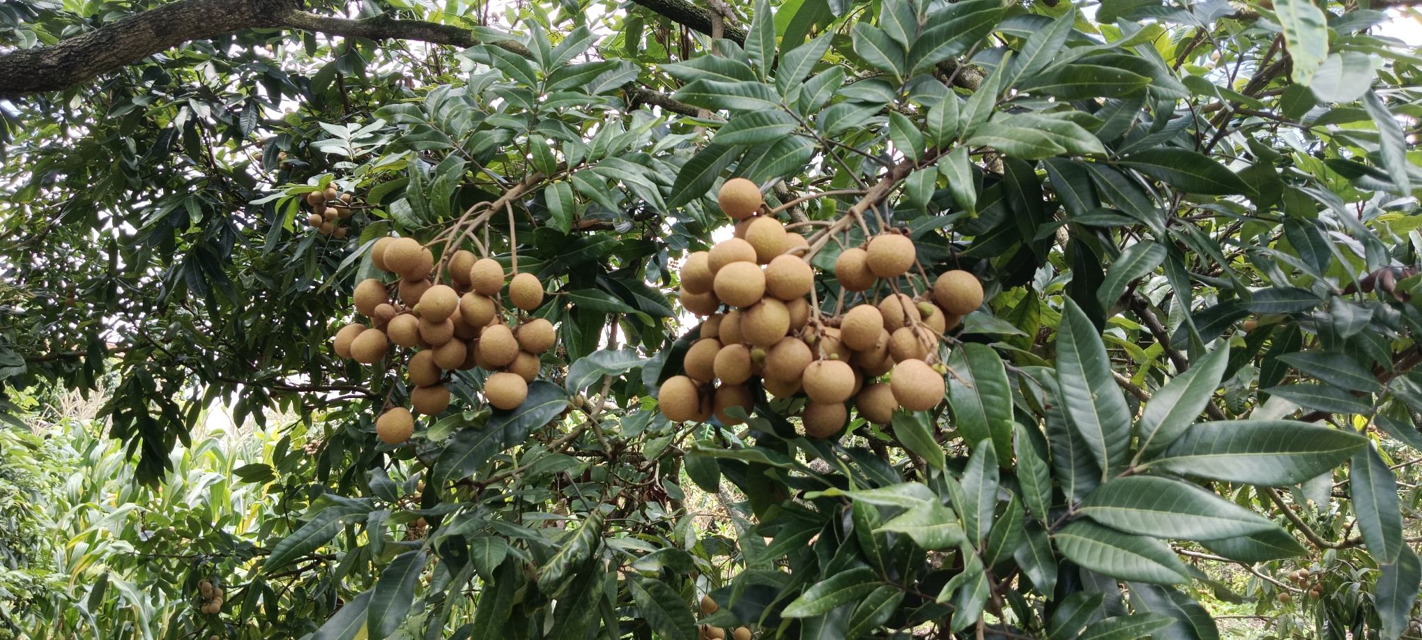 储良龙眼叶片对比图