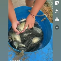 大量出售鲫鱼