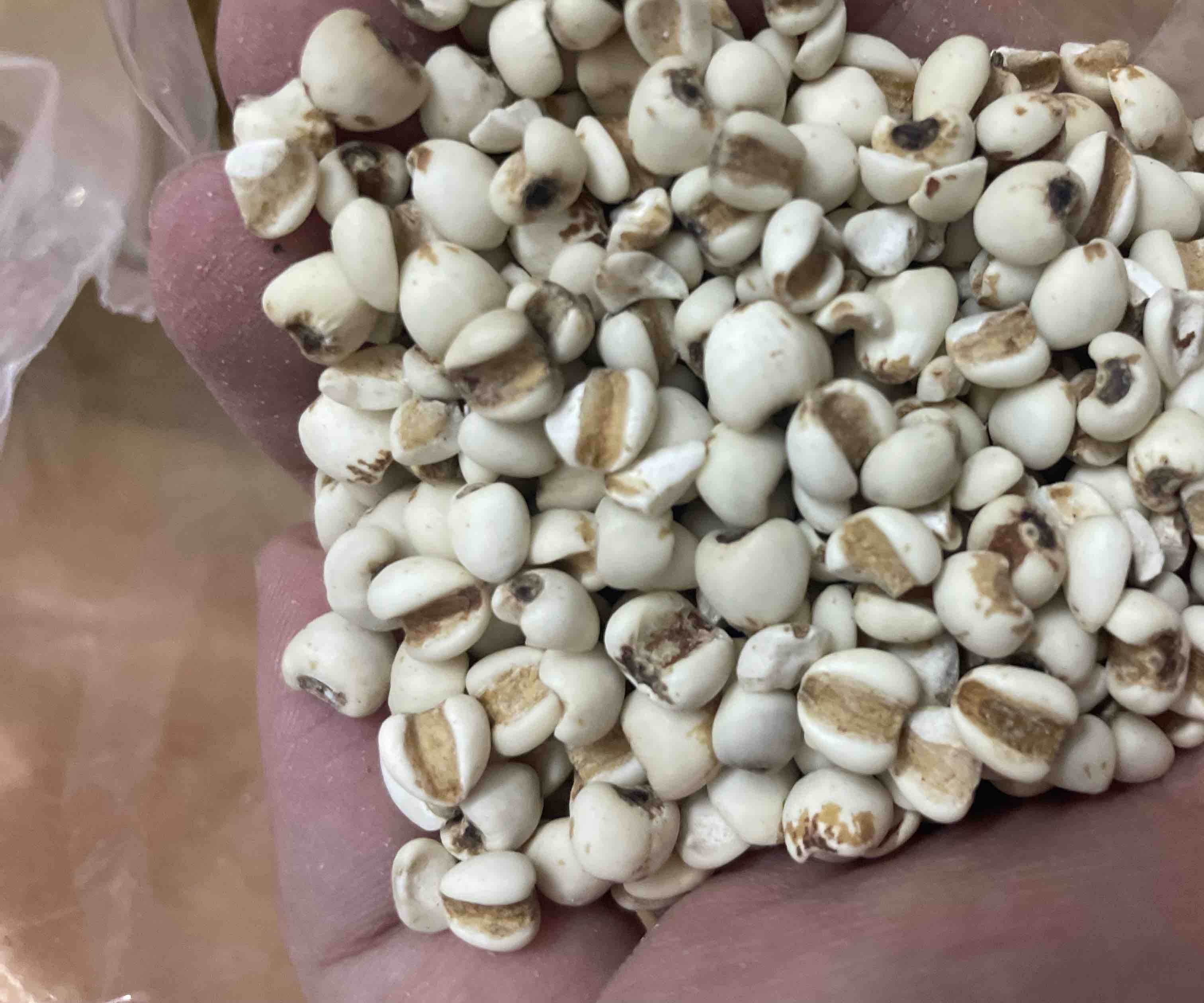 厨房台面上摆放着白术片、茯苓块、鲜山药段和粳米,正在被放入砂锅中加水熬煮,锅具冒出袅袅热气,旁边配有标签注明‘健脾祛湿养生粥’,适合脾虚湿盛体质人群日常调养 白术茯苓山药粥制作过程