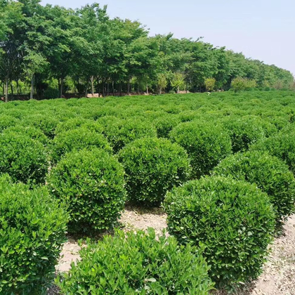 壁纸 成片种植 风景 灌木 绿化苗木 苗 苗木 树 植物 种植基地 桌面