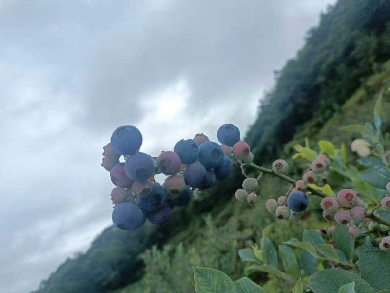 一簇成熟的蓝莓挂在枝头,果实呈深蓝色,表面覆盖一层天然白霜,背景为绿色叶片,在阳光照射下显得晶莹剔透 蓝莓特写