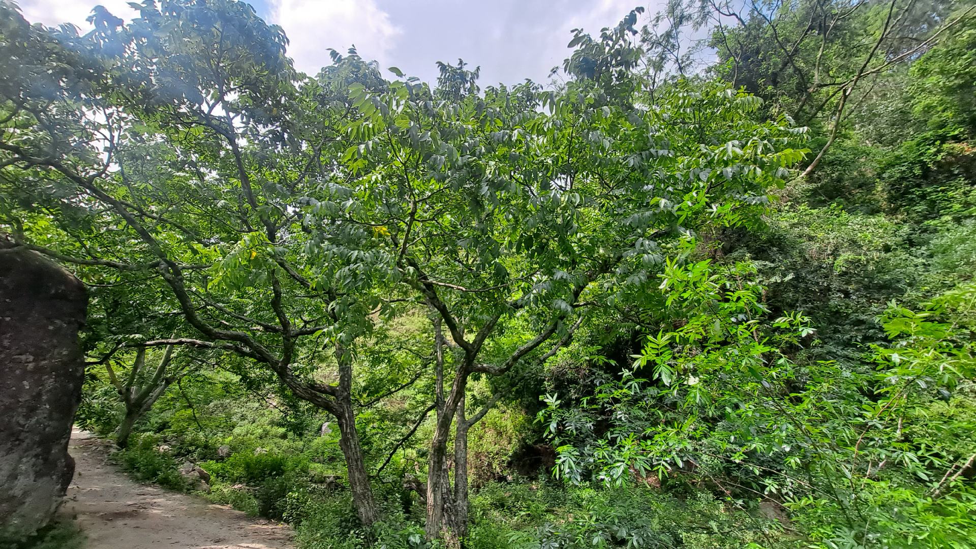 青皮核桃种植基地航拍图