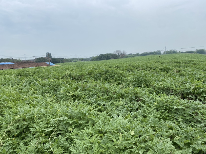 展示南汇地区西瓜种植基地的广阔田地和现代化农业设施 南汇8424西瓜种植基地航拍图