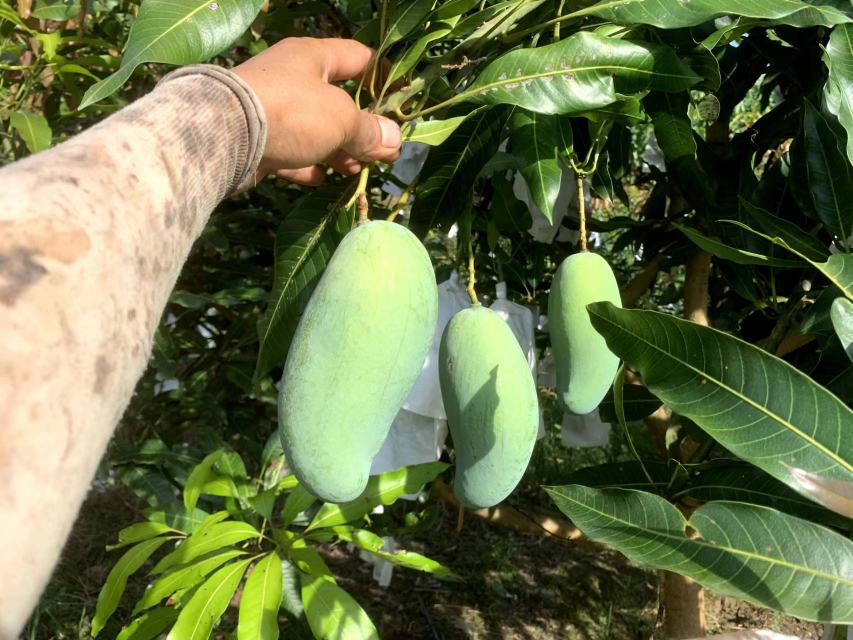 身穿蓝色工服的果农在百色右江区果园中手工采摘成熟的桂七芒果,使用专用剪刀从枝条上剪下带果柄的果实,篮筐内堆放着青绿色弯曲形芒果,背景可见山坡梯田式种植布局 采摘工人正在采摘成熟的桂七芒果